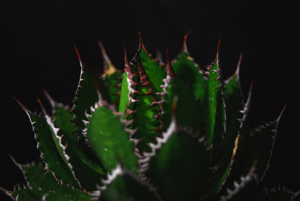 Agave horrida ssp.horrida | アガベ ホリダ | totoge/ Spiky Plants