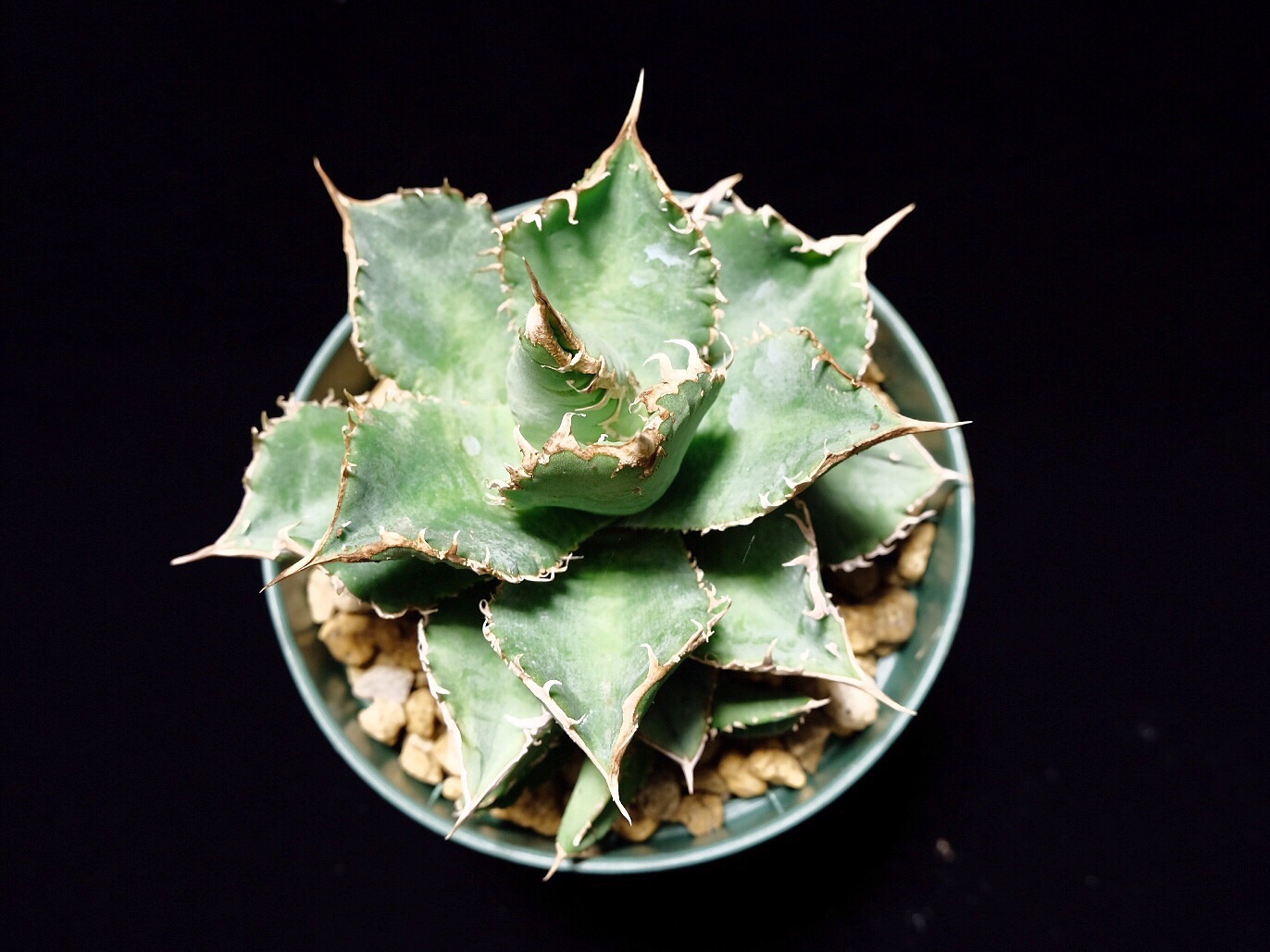 Agave titanota Reo | アガベ チタノタ レオ | totoge/ Spiky Plants 
