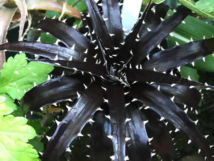 原種ディッキア フォステリアナ ブラックフォーム ディッキア・フォステリアナ：Dyckia fosteriana 'Special Spine