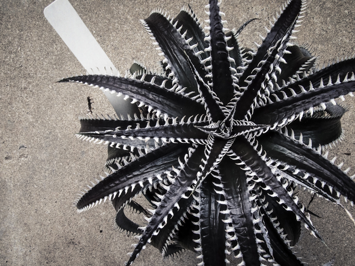 Dyckia Spino 2015 | totoge/ Spiky Plants Addict 〜刺々しく〜