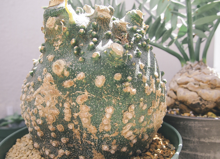 Green Monster|Adenia Fruticosa & Globosa | totoge/ Spiky Plants