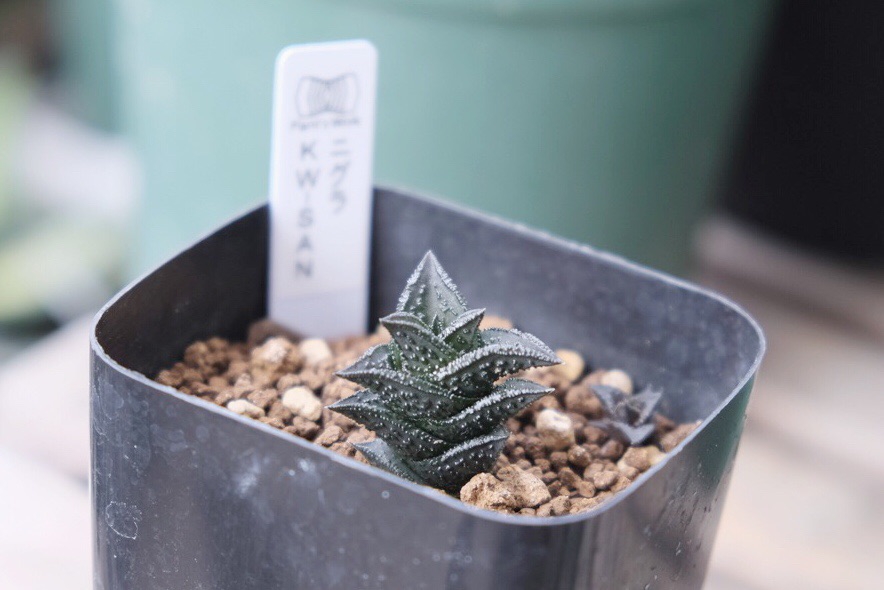 ゴジラ肌 | ハオルチア・ニグラ(Haworthia nigra) | totoge/ Spiky Plants Addict 〜刺々しく〜