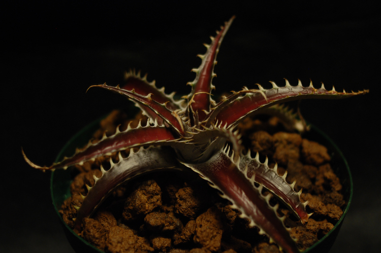 赤いサメ |Dyckia goehringii seeding x'Red shark' | totoge/ Spiky