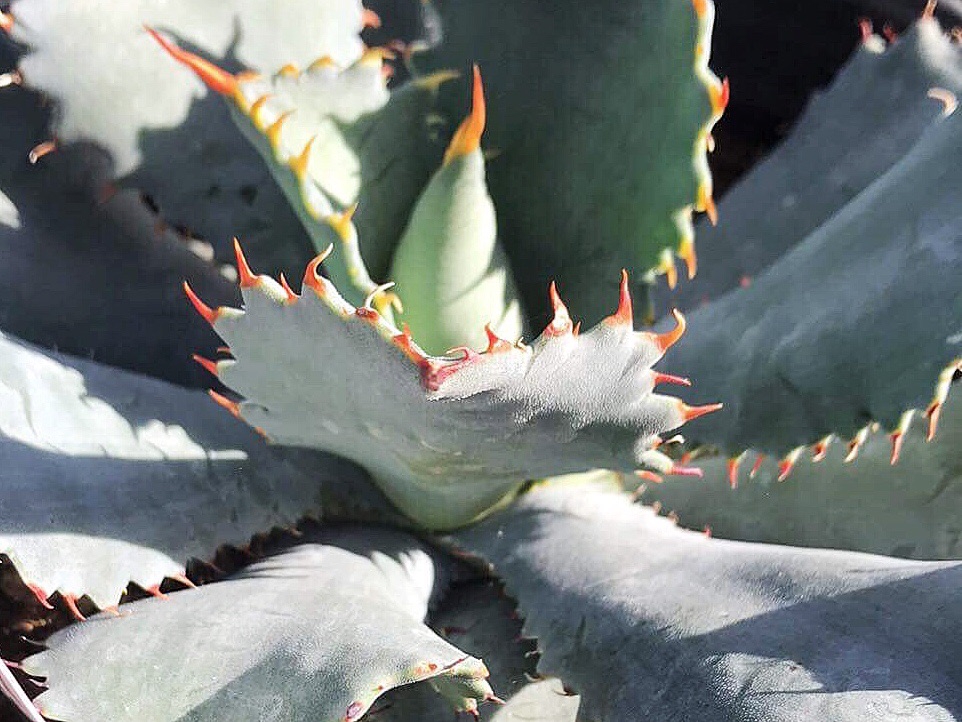 Agave guadalajarana | アガベ グアダラハラナ | totoge/ Spiky Plants