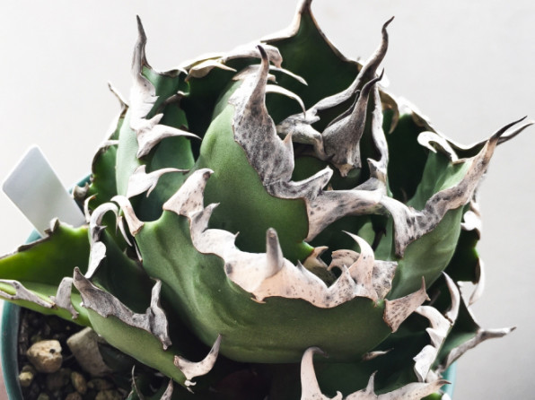 Agave titanota ver Crazy | totoge/ Spiky Plants Addict 〜刺々しく〜
