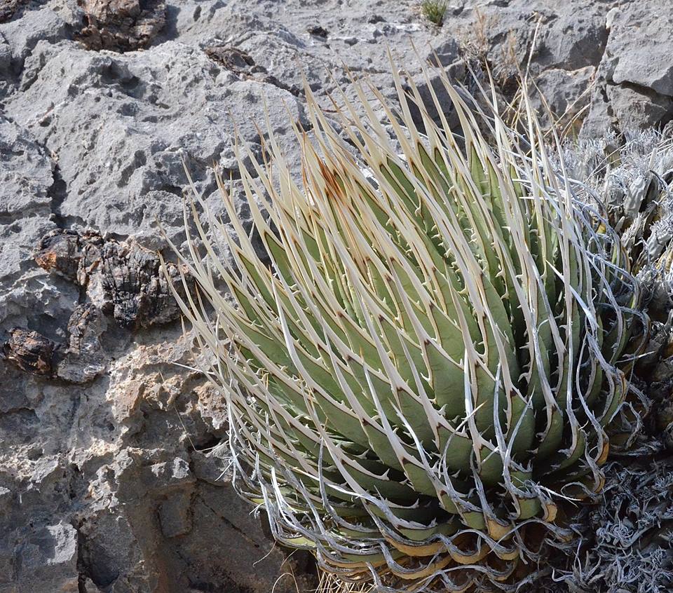 Agave uthaensis var. nevadensis |アガベ ユタエンシス Agave uthaensis var. nevadensis |アガベ ユタエンシス