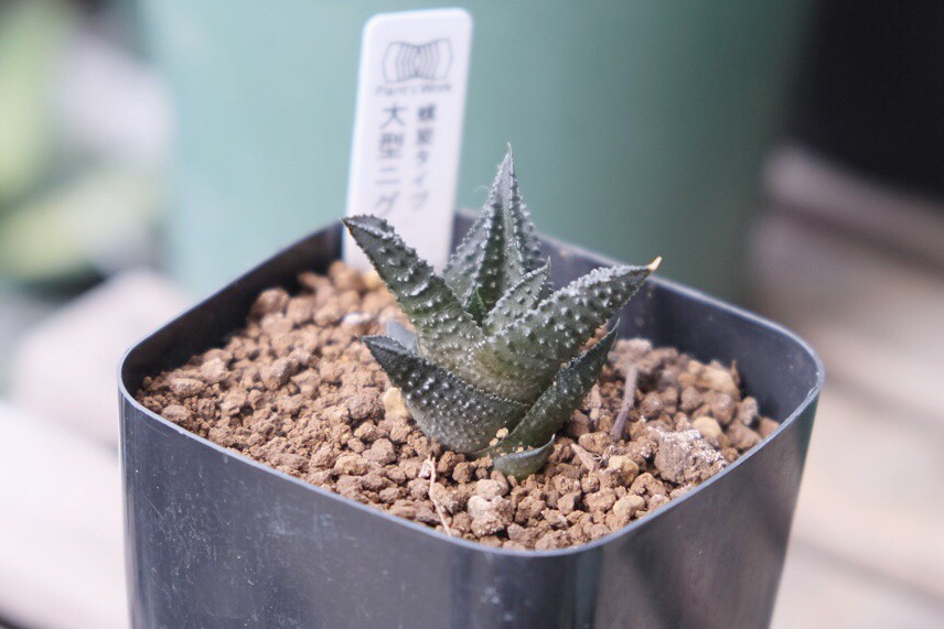 ゴジラ肌 | ハオルチア・ニグラ(Haworthia nigra) | totoge/ Spiky Plants Addict 〜刺々しく〜