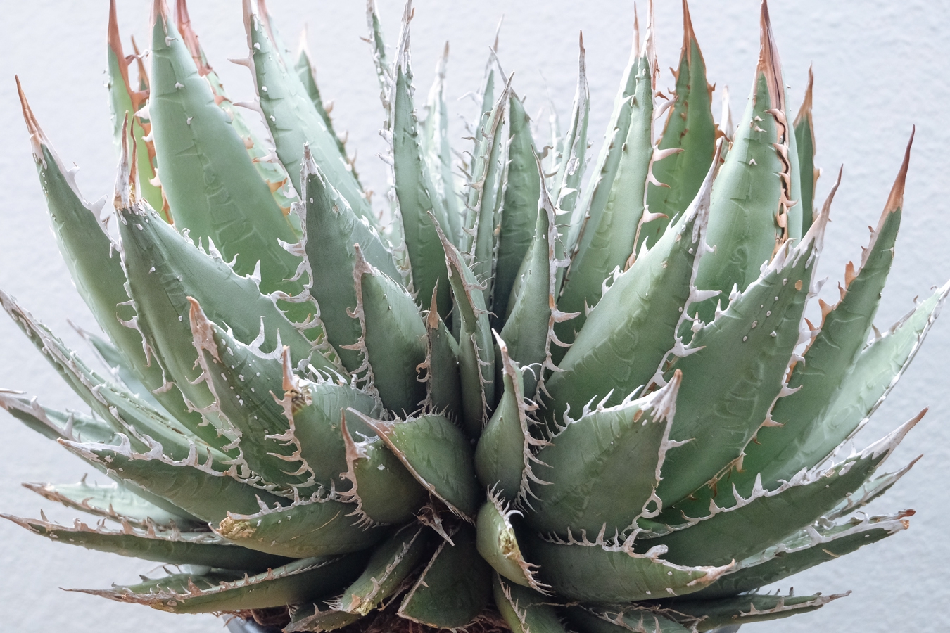 安い買付 【Agave-purpusorm凶暴選抜/裏棘・凶暴鋸歯・ワイルド