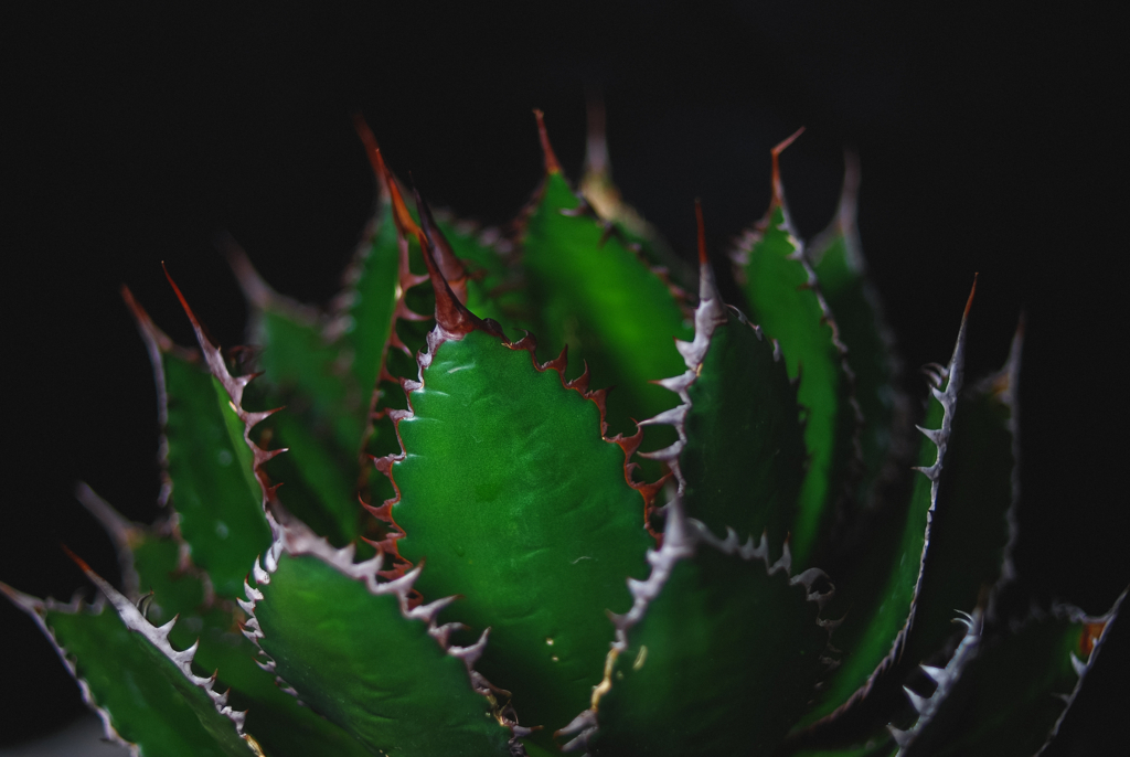 Agave horrida ssp.horrida | アガベ ホリダ | totoge/ Spiky Plants