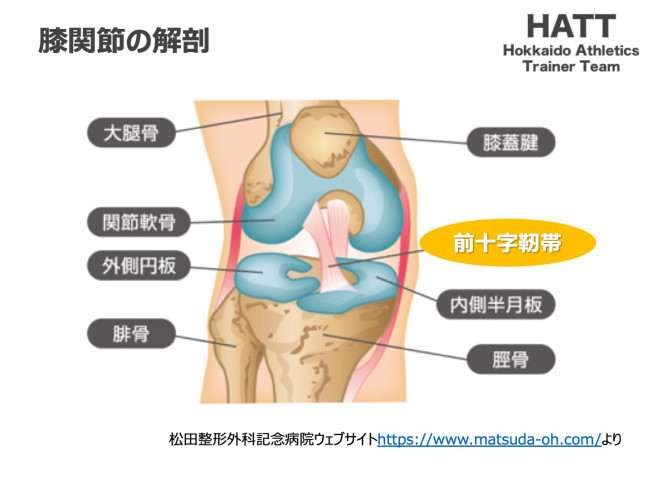 傷害予防シリーズ10 膝前十字靭帯損傷 半月板損傷 Hatt 北海道陸上競技トレーナーチーム