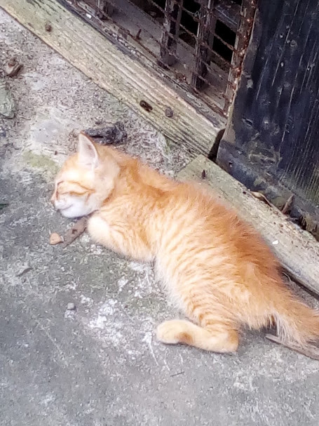 夏の夜の猫トラップ ロジウラのマタハリ春光乍洩