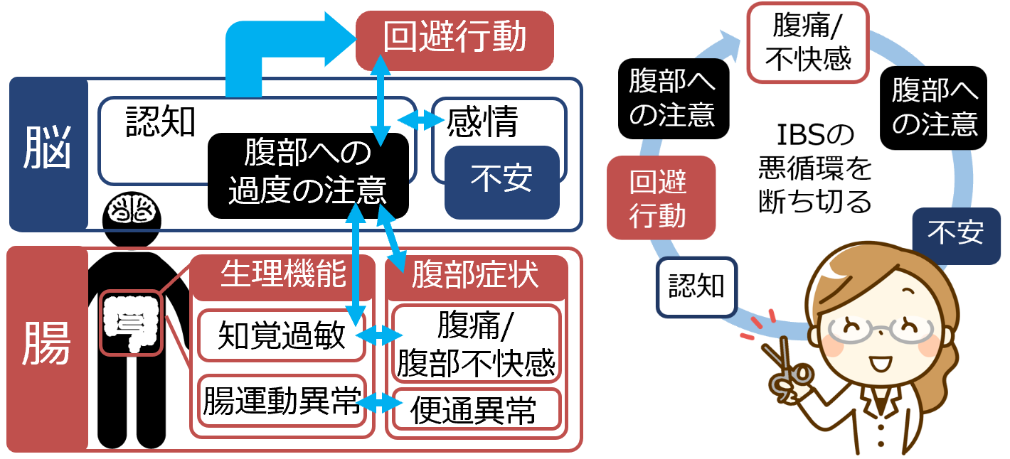 脳腸相関と過敏性腸症候群 | 過敏性腸症候群すっきりプロジェクト