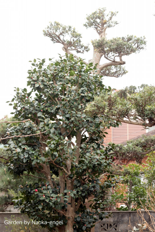 南区k様邸 植木の剪定 直香園芸 ナオカエンゲイ