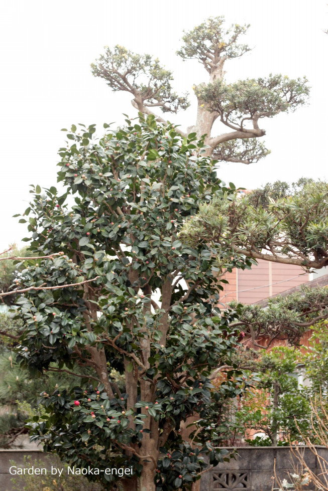 南区k様邸 植木の剪定 直香園芸hp