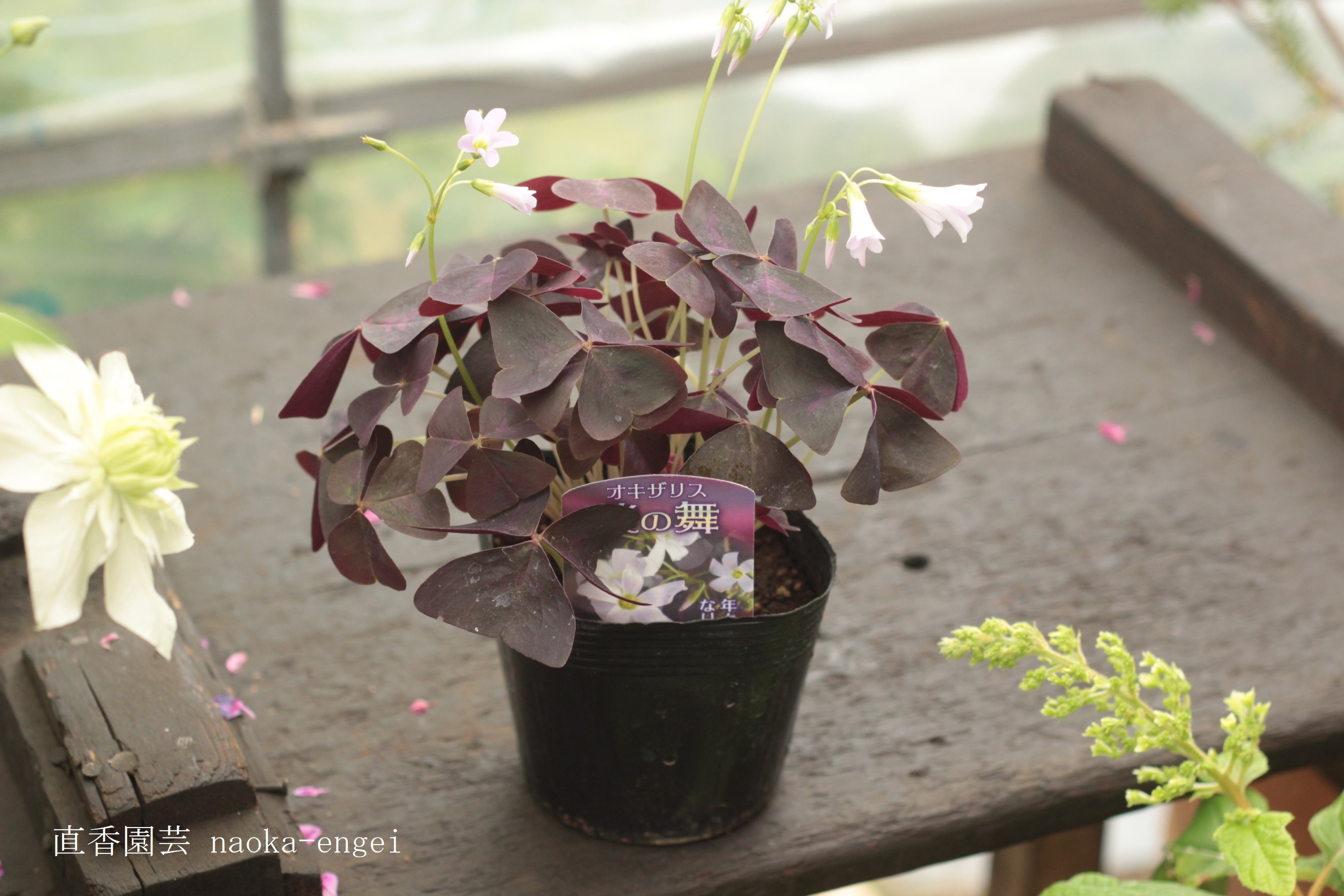 花音様 専用 オキザリス 球根 - 植物/観葉植物