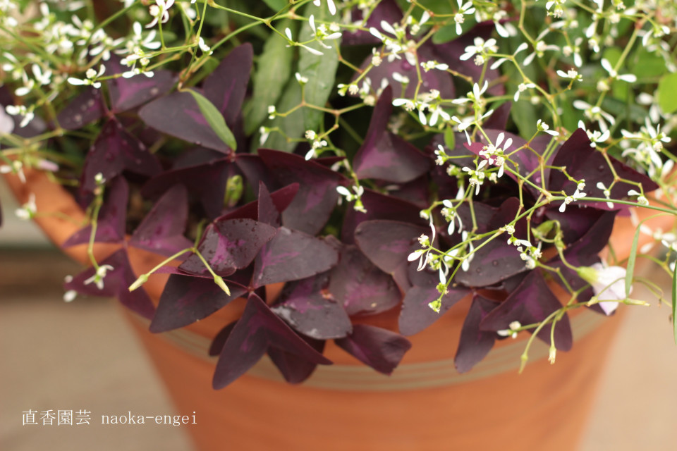 オキザリス トリアングラリス 紫の舞 販売 育て方 直香園芸 ナオカエンゲイ