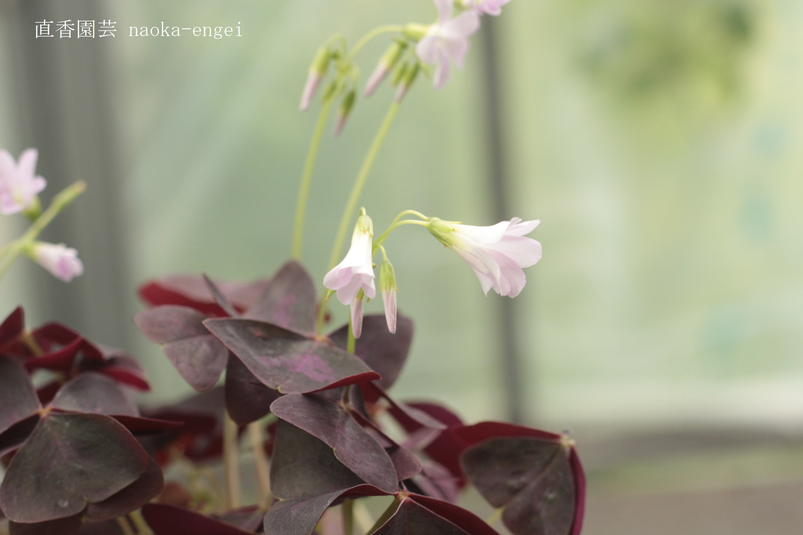 花音様 専用 オキザリス 球根 - 植物/観葉植物