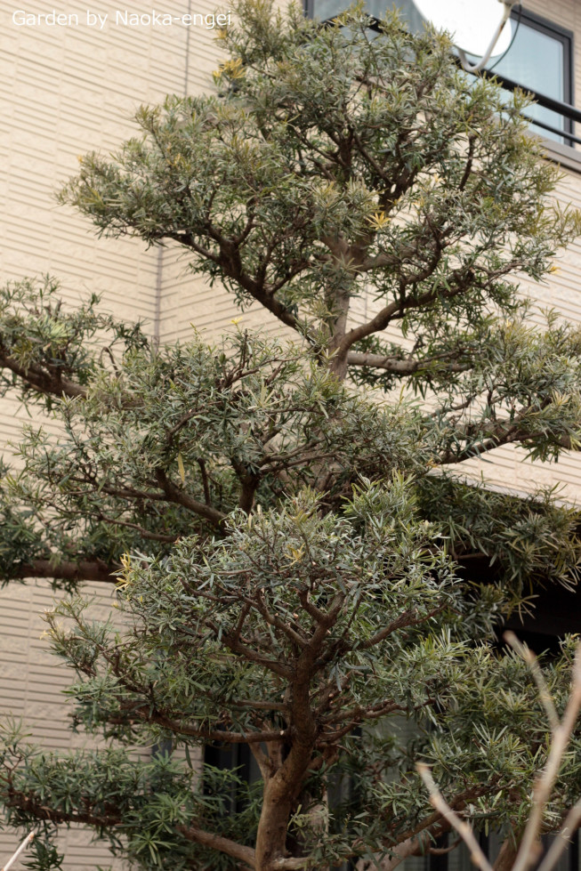 南区k様邸 植木の剪定 直香園芸