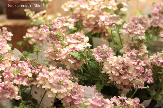 植物の入荷情報 直香園芸 ナオカエンゲイ
