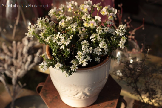 シンプルなホワイト寄せ植え 作成 販売 直香園芸 ナオカエンゲイ