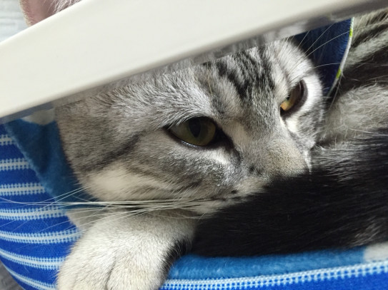 八戸市in猫カフェ 猫八 さんへ 我がニャン 作品room 八戸市in猫カフェ 猫八 さんへ 我がニャン 作品room