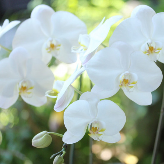 誰からも愛される花 胡蝶蘭の花言葉 花 Mizuki