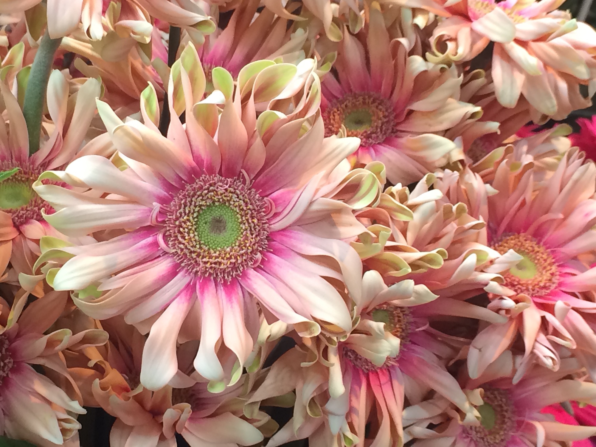 店舗案内 生花 千都誠苑 Svicka工房