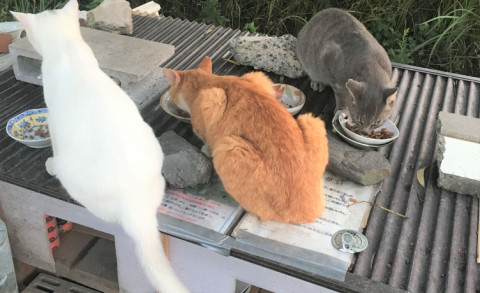 地域猫達の様子 東浦地域ねこの会