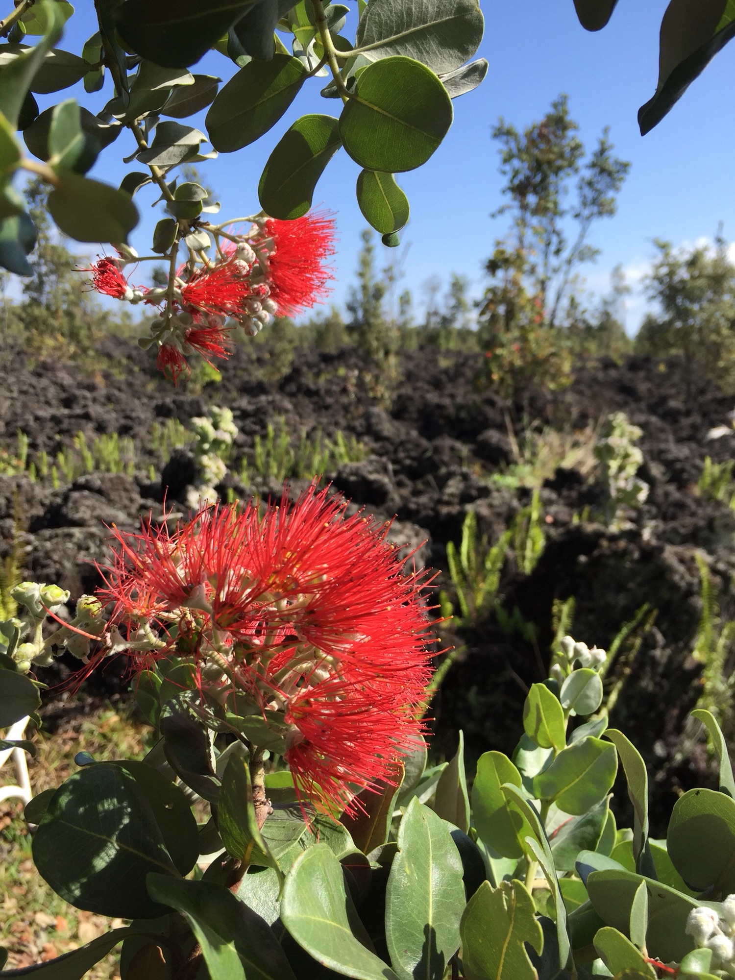 小田まゆみ+川内紅子の女神塾 | Koko Momi Kawauchi Johnson