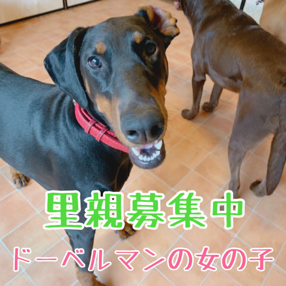 里親募集 ケーナインクラブ レッド 茨城県那珂市 犬のしつけ ようちえん シャンプー ホテル 里親募集 ケーナインクラブ レッド 茨城県那珂市 犬のしつけ ようちえん シャンプー ホテル