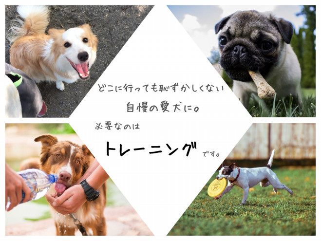 トレーニングコース K9クラブ レッド 茨城県那珂市 犬のしつけ教室 お預かり合宿訓練 犬のようちえん シャンプー ホテル デイケア