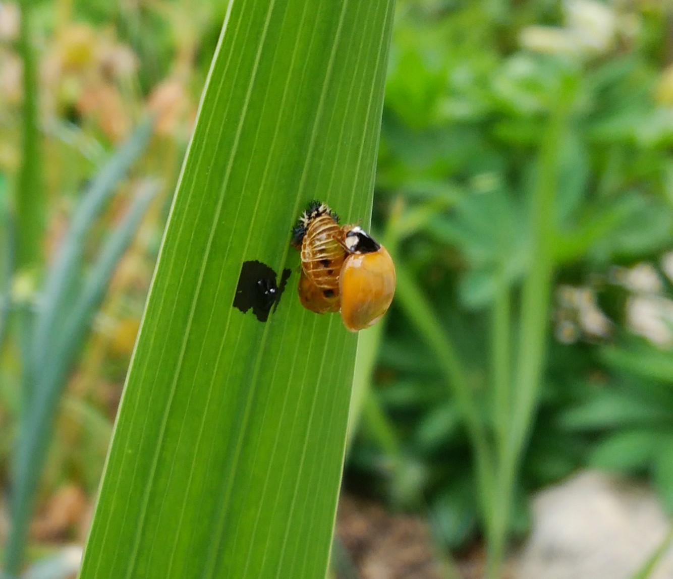 テントウムシの脱皮 Shedding Of The Ladybugs Well Being Lab