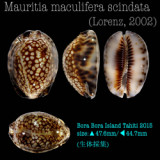 ハチジョウダカラ Dakara Collection ハチジョウダカラ Dakara Collection