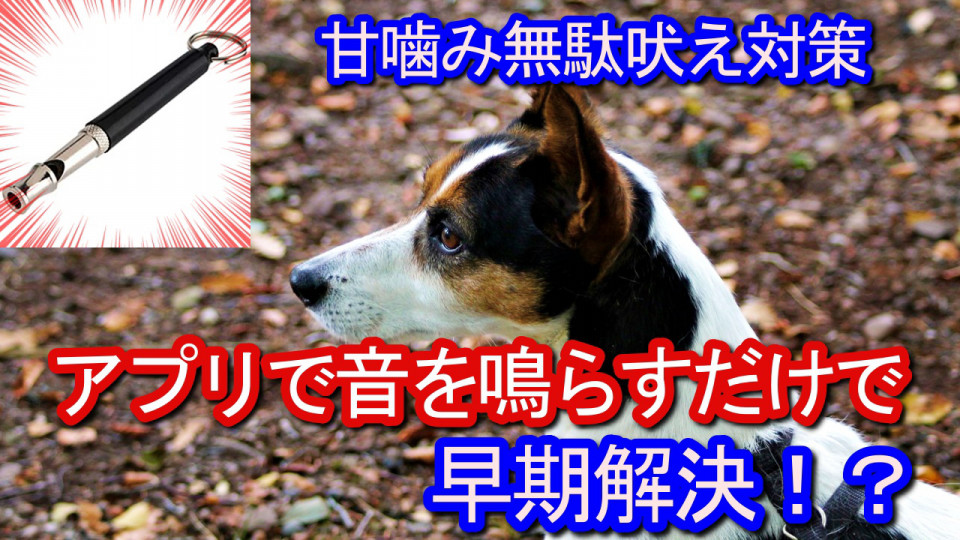 鳴らすだけ 犬笛アプリで甘噛み無駄吠えを早期解決 豊中瀬形愛犬しつけ教室