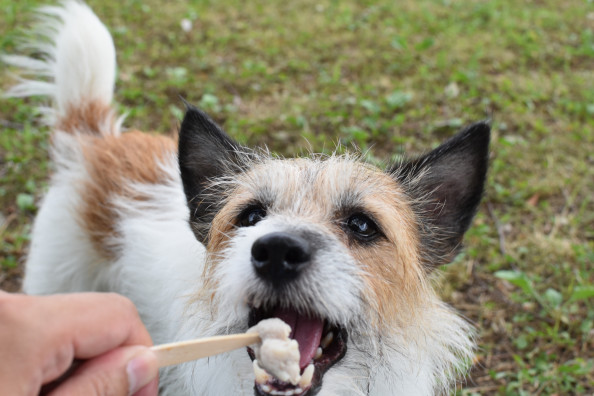 犬のしつけ学 犬の腰振りで家庭が崩壊する 後編 分離不安 豊中瀬形愛犬しつけ教室