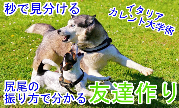 秒で見分ける しっぽの振り方で相性の良い犬友達を見つける方法 豊中瀬形愛犬しつけ教室