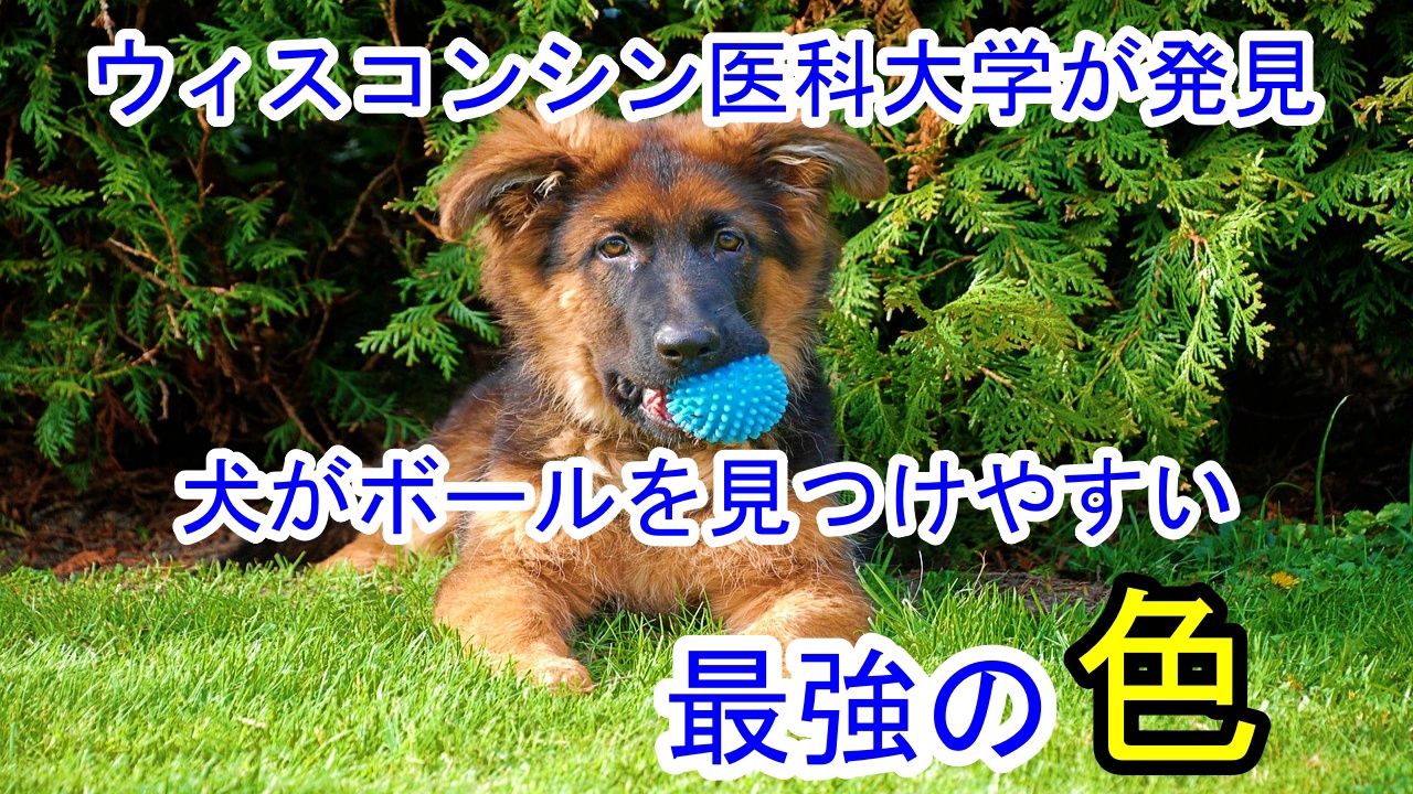 犬 最強に見つけやすいボールの色 ウィスコンシン医科大学 豊中瀬形愛犬しつけ教室