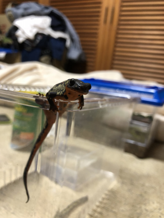 しくってぃむ かてぃんかい 琉龍