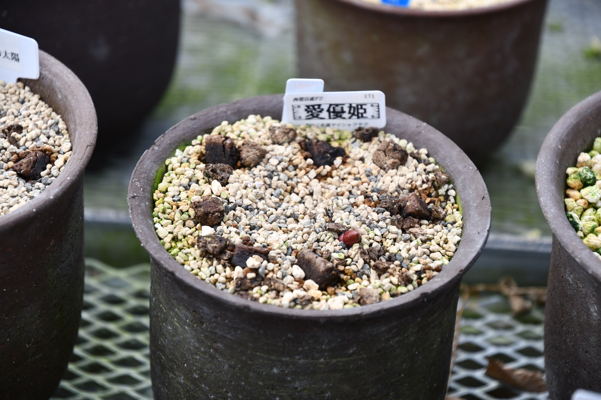 山野草斑入、ヤマシャクヤク◆春の酔（実生）１年生◆ 山野草斑入、ヤマシャクヤク◇春の酔実生 2年生◇