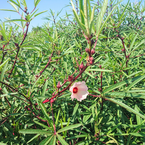 ローゼル摘みました フィトテラピースクール バウヒニア 堺 大阪