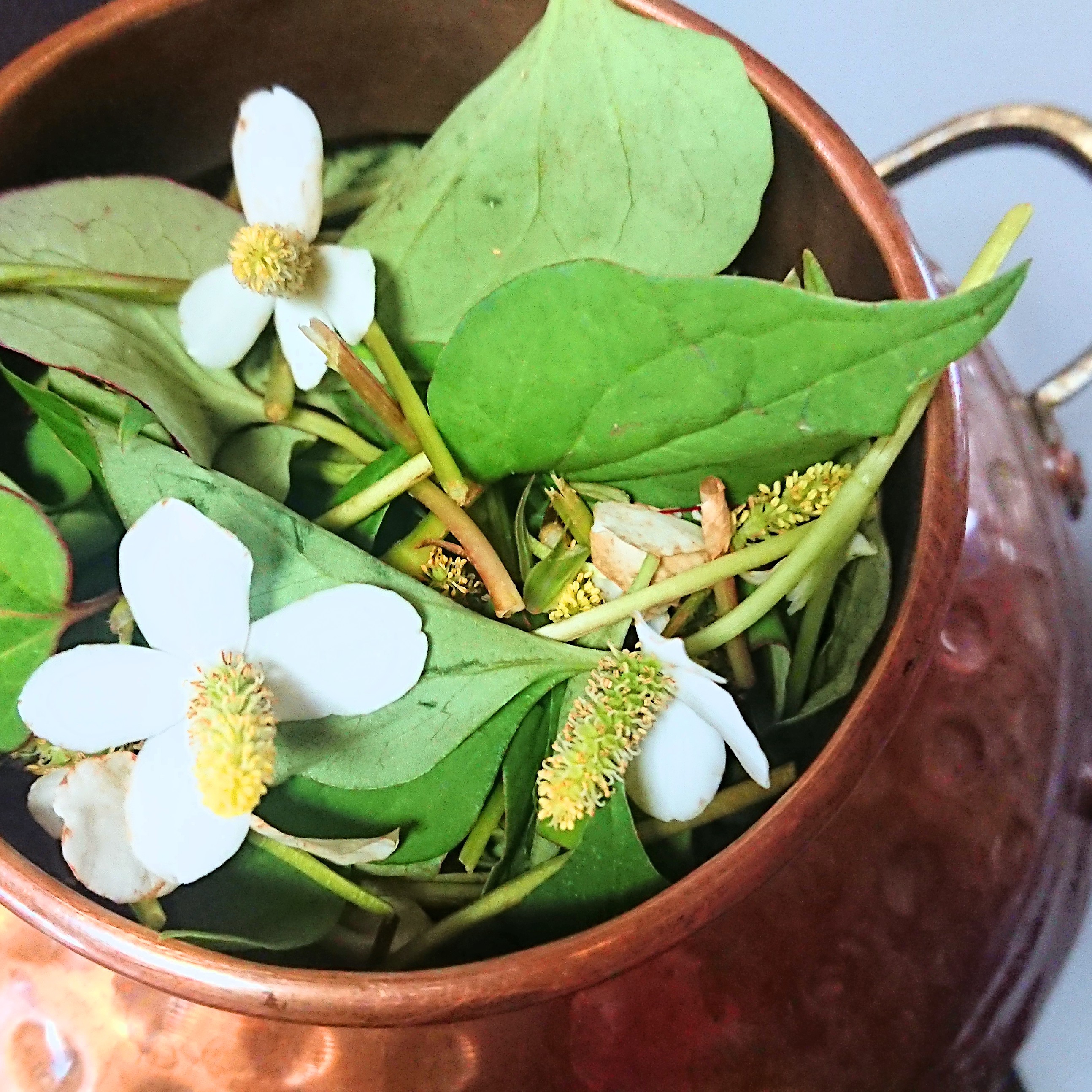 ドクダミ好きですか フィトテラピースクール バウヒニア 堺 大阪