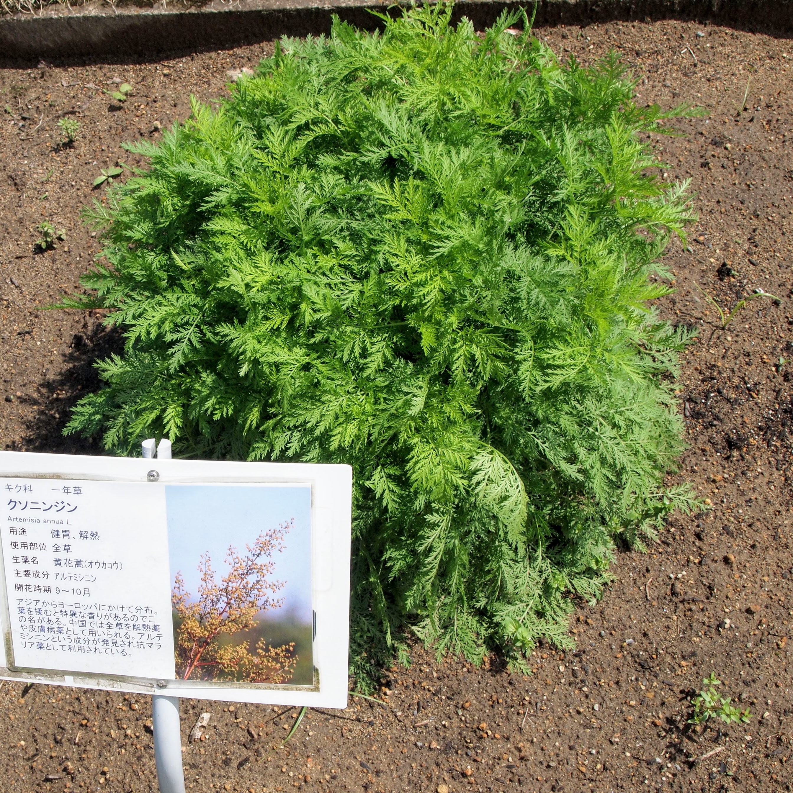 Swanson sweetwormwood アルテミシア オウカコウ Full Spectrum Sweet Wormwood (Artemisia annua) 425 mg