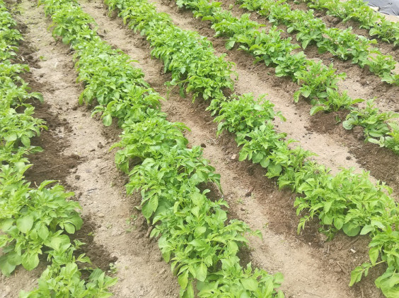 ジャガイモの土寄せ 小豆の苗植え 野菜学習室