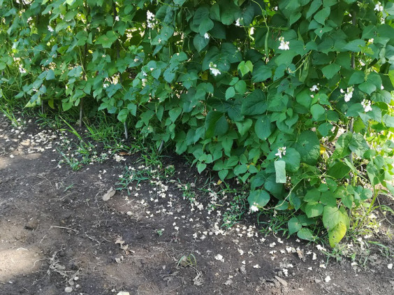 白花豆の落ちた花 野菜学習室