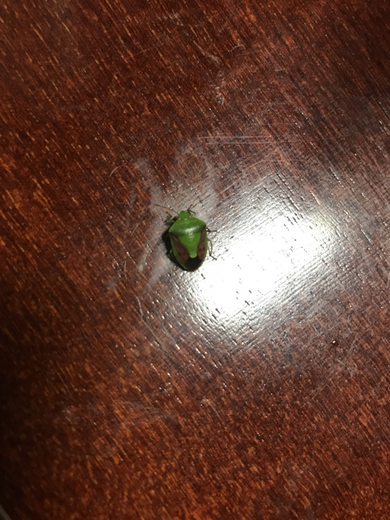 家に出る虫ー Jimi 家に出る虫ー Jimi