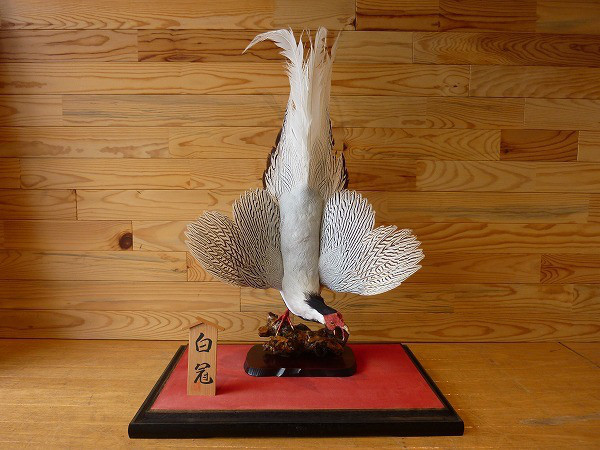 ☆白冠鳥☆ | リサイクルタワー 島立店