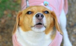 ２０１８年２月２８日 ビーグルの性格 吠えますか ビーグル ミントのあしあと