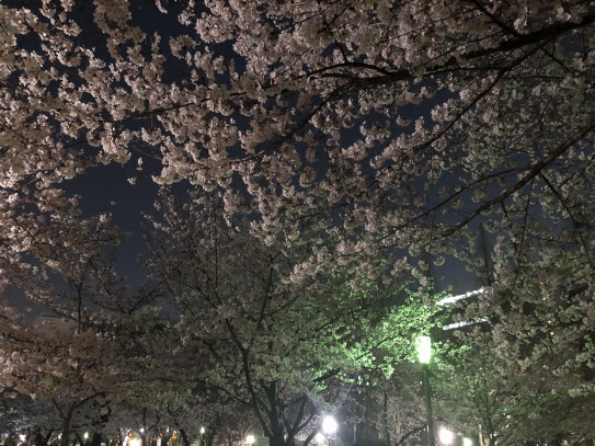 ２０１８年３月２８日 靱公園のお花見 夜桜スポットの紹介 ビーグル ミントのあしあと