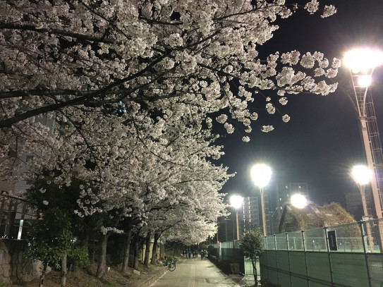 ２０１８年３月２８日 靱公園のお花見 夜桜スポットの紹介 ビーグル ミントのあしあと