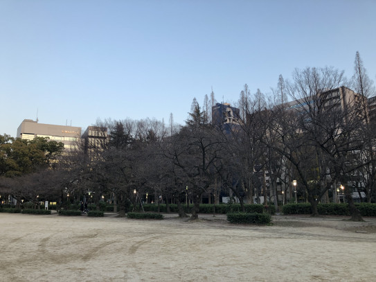 ２０１８年３月２８日 靱公園のお花見 夜桜スポットの紹介 ビーグル ミントのあしあと